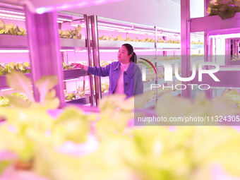 A staff member is observing the growth of vegetables in a ''smart greenhouse'' in Chongqing, China, on March 30, 2023. (