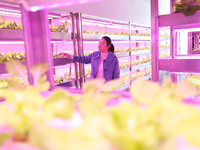 A staff member is observing the growth of vegetables in a ''smart greenhouse'' in Chongqing, China, on March 30, 2023. (