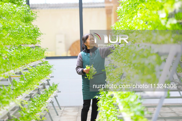 A worker is guarding vegetables on a breeding rack in Chongqing, China, on March 30, 2023. 