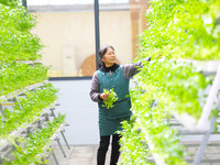 A worker is guarding vegetables on a breeding rack in Chongqing, China, on March 30, 2023. (