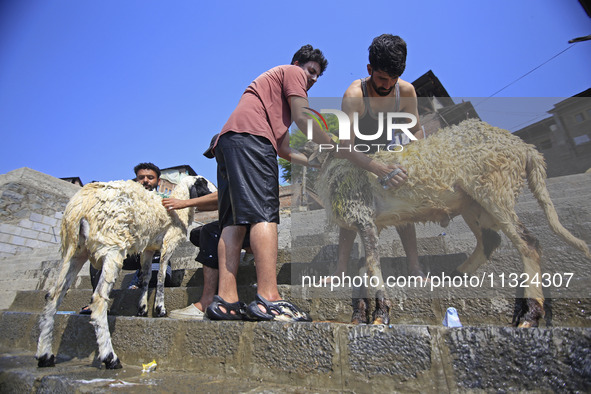 Workers are applying soap as they wash sheep on the banks of a river ahead of the Muslim holy festival Eid-Al-Adha in Srinagar, Kashmir, Ind...