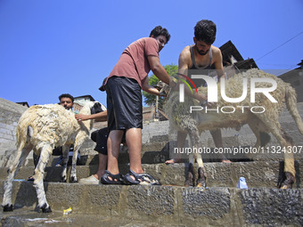 Workers are applying soap as they wash sheep on the banks of a river ahead of the Muslim holy festival Eid-Al-Adha in Srinagar, Kashmir, Ind...