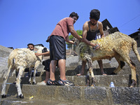 Workers are applying soap as they wash sheep on the banks of a river ahead of the Muslim holy festival Eid-Al-Adha in Srinagar, Kashmir, Ind...