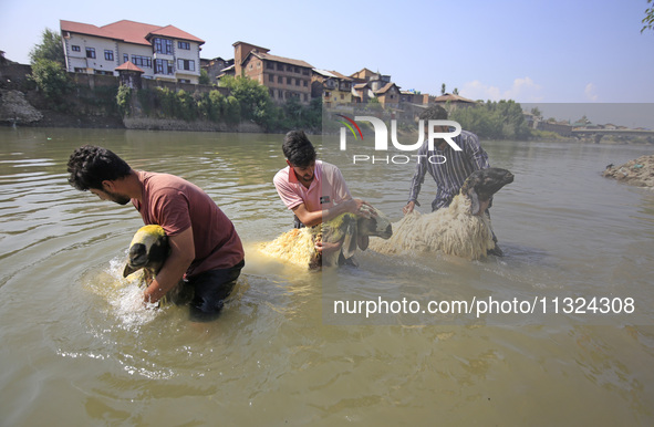 Sheep are being cleaned in the river ahead of the Muslim holy festival Eid-Al-Adha (Feast of Sacrifice) in Srinagar, Kashmir, India, on June...