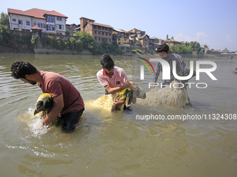 Sheep are being cleaned in the river ahead of the Muslim holy festival Eid-Al-Adha (Feast of Sacrifice) in Srinagar, Kashmir, India, on June...