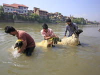 Sheep are being cleaned in the river ahead of the Muslim holy festival Eid-Al-Adha (Feast of Sacrifice) in Srinagar, Kashmir, India, on June...