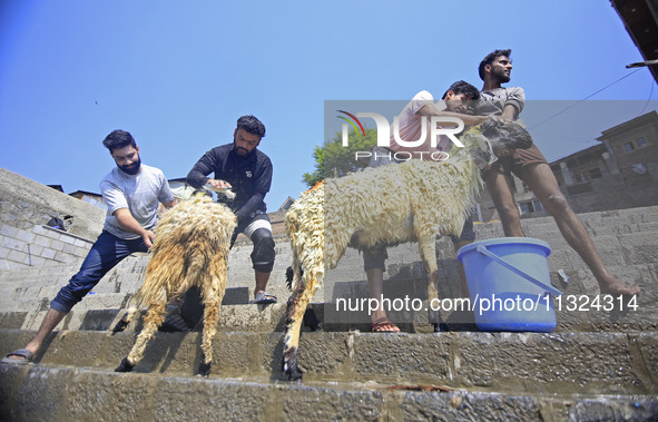 Workers are applying soap as they wash sheep on the banks of a river ahead of the Muslim holy festival Eid-Al-Adha in Srinagar, Kashmir, Ind...