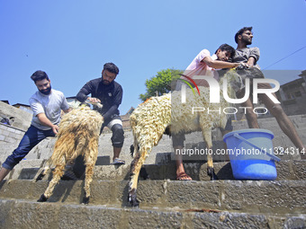 Workers are applying soap as they wash sheep on the banks of a river ahead of the Muslim holy festival Eid-Al-Adha in Srinagar, Kashmir, Ind...