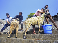 Workers are applying soap as they wash sheep on the banks of a river ahead of the Muslim holy festival Eid-Al-Adha in Srinagar, Kashmir, Ind...