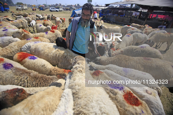 Sheep are being seen at a livestock market ahead of the Muslim holy festival Eid-Al-Adha (Feast of Sacrifice) in Srinagar, Kashmir, India, o...