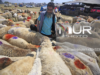 Sheep are being seen at a livestock market ahead of the Muslim holy festival Eid-Al-Adha (Feast of Sacrifice) in Srinagar, Kashmir, India, o...