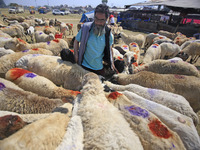 Sheep are being seen at a livestock market ahead of the Muslim holy festival Eid-Al-Adha (Feast of Sacrifice) in Srinagar, Kashmir, India, o...