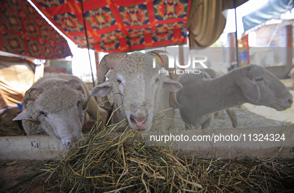 Sheep are being seen at a livestock market ahead of the Muslim holy festival Eid-Al-Adha (Feast of Sacrifice) in Srinagar, Kashmir, India, o...