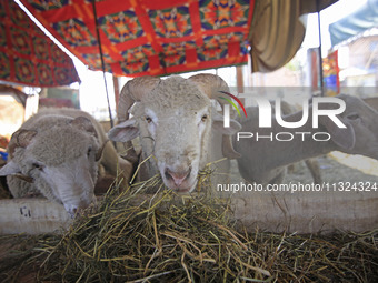 Sheep are being seen at a livestock market ahead of the Muslim holy festival Eid-Al-Adha (Feast of Sacrifice) in Srinagar, Kashmir, India, o...