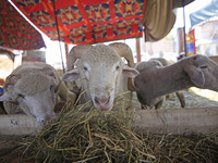 Sheep are being seen at a livestock market ahead of the Muslim holy festival Eid-Al-Adha (Feast of Sacrifice) in Srinagar, Kashmir, India, o...