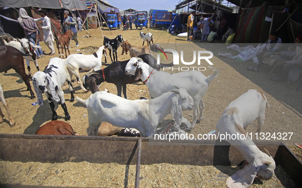 A view of the livestock market ahead of the Muslim holy festival Eid-Al-Adha (Feast of Sacrifice) in Srinagar, Kashmir, India, on June 12, 2...