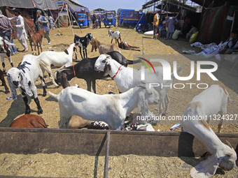 A view of the livestock market ahead of the Muslim holy festival Eid-Al-Adha (Feast of Sacrifice) in Srinagar, Kashmir, India, on June 12, 2...