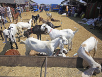 A view of the livestock market ahead of the Muslim holy festival Eid-Al-Adha (Feast of Sacrifice) in Srinagar, Kashmir, India, on June 12, 2...