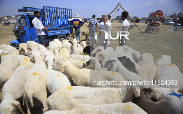 Livestock dealers are attending to buyers at a market ahead of the Muslim holy festival Eid-Al-Adha (Feast of Sacrifice) in Srinagar, Kashmi...