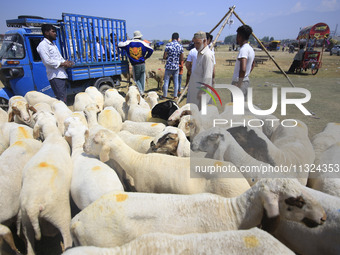 Livestock dealers are attending to buyers at a market ahead of the Muslim holy festival Eid-Al-Adha (Feast of Sacrifice) in Srinagar, Kashmi...