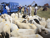 Livestock dealers are attending to buyers at a market ahead of the Muslim holy festival Eid-Al-Adha (Feast of Sacrifice) in Srinagar, Kashmi...