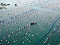 Workers are working in a breeding area at a marine ranch in Lianjiang County, Fuzhou, in Fuzhou, China, on June 11, 2024. (