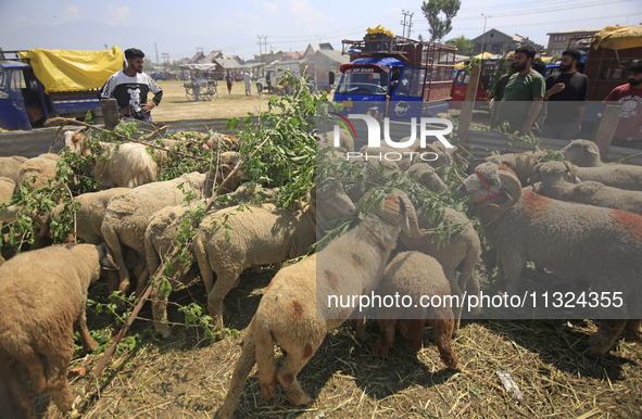 Sheep are being seen at a livestock market ahead of the Muslim holy festival Eid-Al-Adha (Feast of Sacrifice) in Srinagar, Kashmir, India, o...