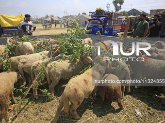 Sheep are being seen at a livestock market ahead of the Muslim holy festival Eid-Al-Adha (Feast of Sacrifice) in Srinagar, Kashmir, India, o...