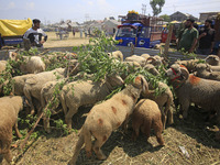 Sheep are being seen at a livestock market ahead of the Muslim holy festival Eid-Al-Adha (Feast of Sacrifice) in Srinagar, Kashmir, India, o...