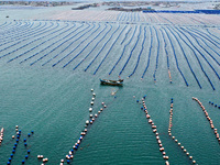 Workers are working in a breeding area at a marine ranch in Lianjiang County, Fuzhou, in Fuzhou, China, on June 11, 2024. (