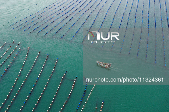 Workers are working in a breeding area at a marine ranch in Lianjiang County, Fuzhou, in Fuzhou, China, on June 11, 2024. 