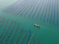 Workers are working in a breeding area at a marine ranch in Lianjiang County, Fuzhou, in Fuzhou, China, on June 11, 2024. (