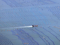 Workers are working in a breeding area at a marine ranch in Lianjiang County, Fuzhou, in Fuzhou, China, on June 11, 2024. (