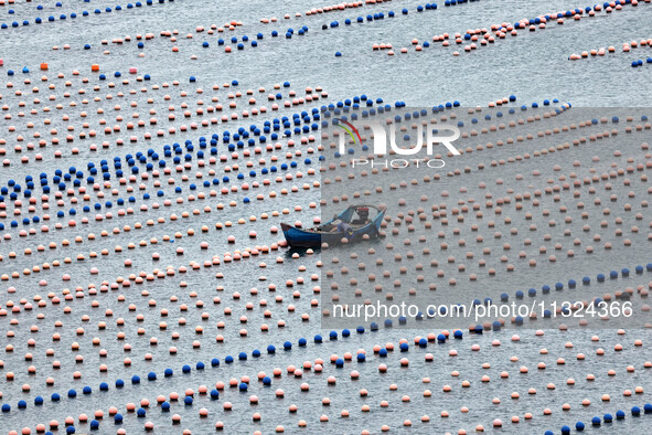 Workers are working in a breeding area at a marine ranch in Lianjiang County, Fuzhou, in Fuzhou, China, on June 11, 2024. 