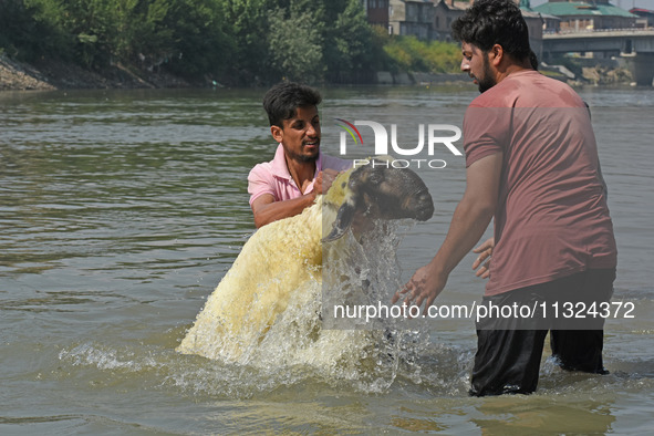 Sheep are being cleaned in the river ahead of the Muslim holy festival Eid-Al-Adha (Feast of Sacrifice) in Srinagar, Kashmir, India, on June...