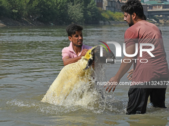 Sheep are being cleaned in the river ahead of the Muslim holy festival Eid-Al-Adha (Feast of Sacrifice) in Srinagar, Kashmir, India, on June...