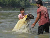 Sheep are being cleaned in the river ahead of the Muslim holy festival Eid-Al-Adha (Feast of Sacrifice) in Srinagar, Kashmir, India, on June...