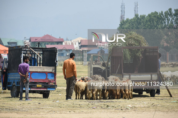 Livestock dealers are waiting for buyers at a market ahead of the Muslim holy festival Eid-Al-Adha (Feast of Sacrifice) in Srinagar, Kashmir...