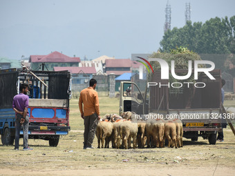 Livestock dealers are waiting for buyers at a market ahead of the Muslim holy festival Eid-Al-Adha (Feast of Sacrifice) in Srinagar, Kashmir...