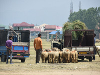 Livestock dealers are waiting for buyers at a market ahead of the Muslim holy festival Eid-Al-Adha (Feast of Sacrifice) in Srinagar, Kashmir...