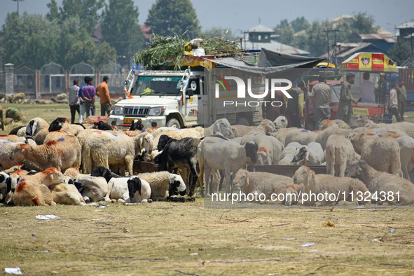 A view of the livestock market ahead of the Muslim holy festival Eid-Al-Adha (Feast of Sacrifice) in Srinagar, Kashmir, India, on June 12, 2...