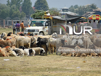 A view of the livestock market ahead of the Muslim holy festival Eid-Al-Adha (Feast of Sacrifice) in Srinagar, Kashmir, India, on June 12, 2...