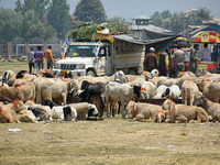 A view of the livestock market ahead of the Muslim holy festival Eid-Al-Adha (Feast of Sacrifice) in Srinagar, Kashmir, India, on June 12, 2...