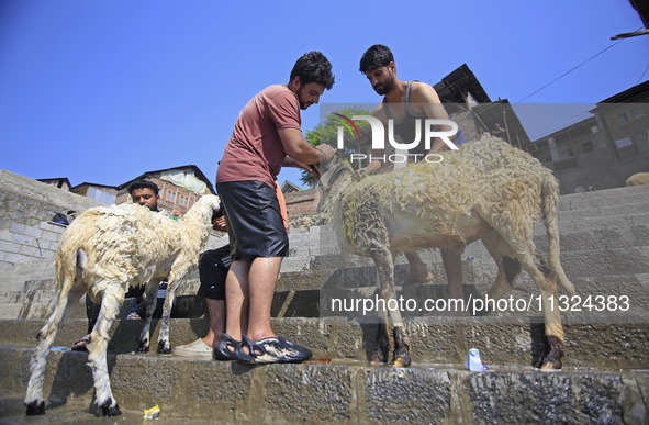 Workers are applying soap as they wash sheep on the banks of a river ahead of the Muslim holy festival Eid-Al-Adha in Srinagar, Kashmir, Ind...