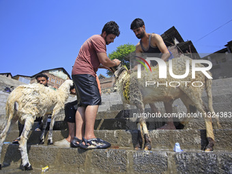 Workers are applying soap as they wash sheep on the banks of a river ahead of the Muslim holy festival Eid-Al-Adha in Srinagar, Kashmir, Ind...