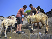 Workers are applying soap as they wash sheep on the banks of a river ahead of the Muslim holy festival Eid-Al-Adha in Srinagar, Kashmir, Ind...