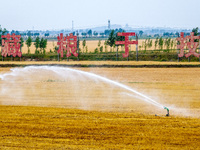 Farmers are watering newly sown corn to protect their autumn seedlings against drought at the high-standard grain field demonstration zone i...