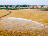 Farmers are watering newly sown corn to protect their autumn seedlings against drought at the high-standard grain field demonstration zone i...