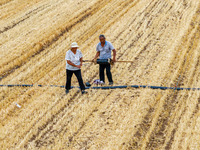 Farmers are watering newly sown corn to protect their autumn seedlings against drought at the high-standard grain field demonstration zone i...