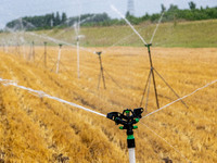 Farmers are watering newly sown corn to protect their autumn seedlings against drought at the high-standard grain field demonstration zone i...